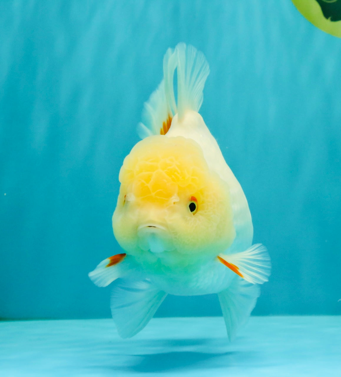 A Grade White Oranda Female 6.5 inches #071726OR_18