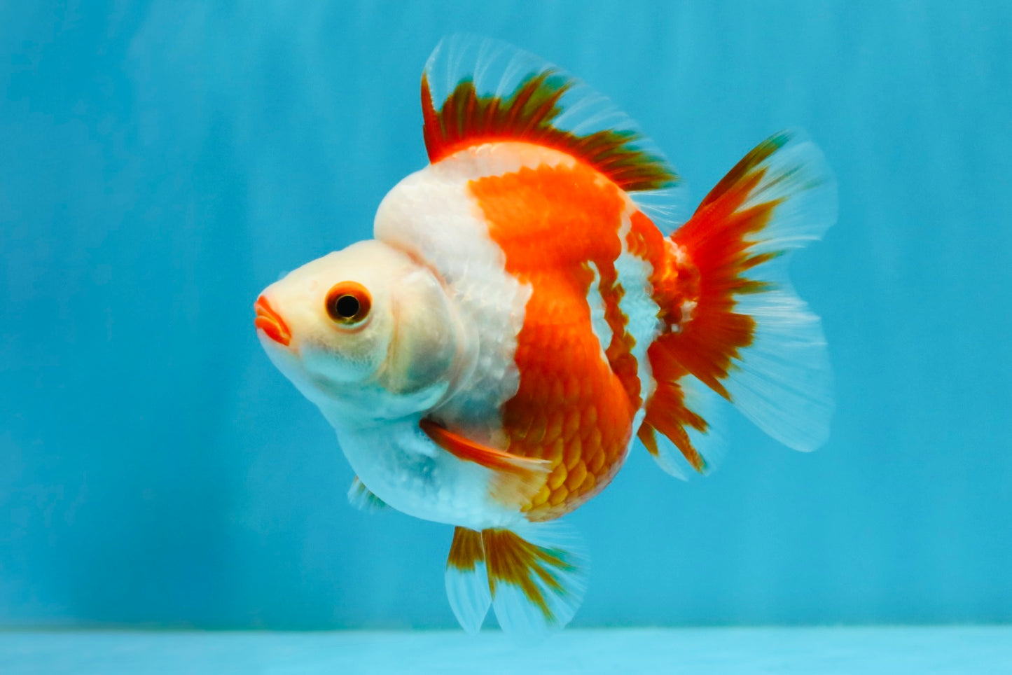 SUPER AAA Grade Red White Ryukin Female 4-4.5 inches #032726RK_26