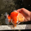 A Grade Tricolor Yuanbao Female 5-5.5 inches #061926YB_31
