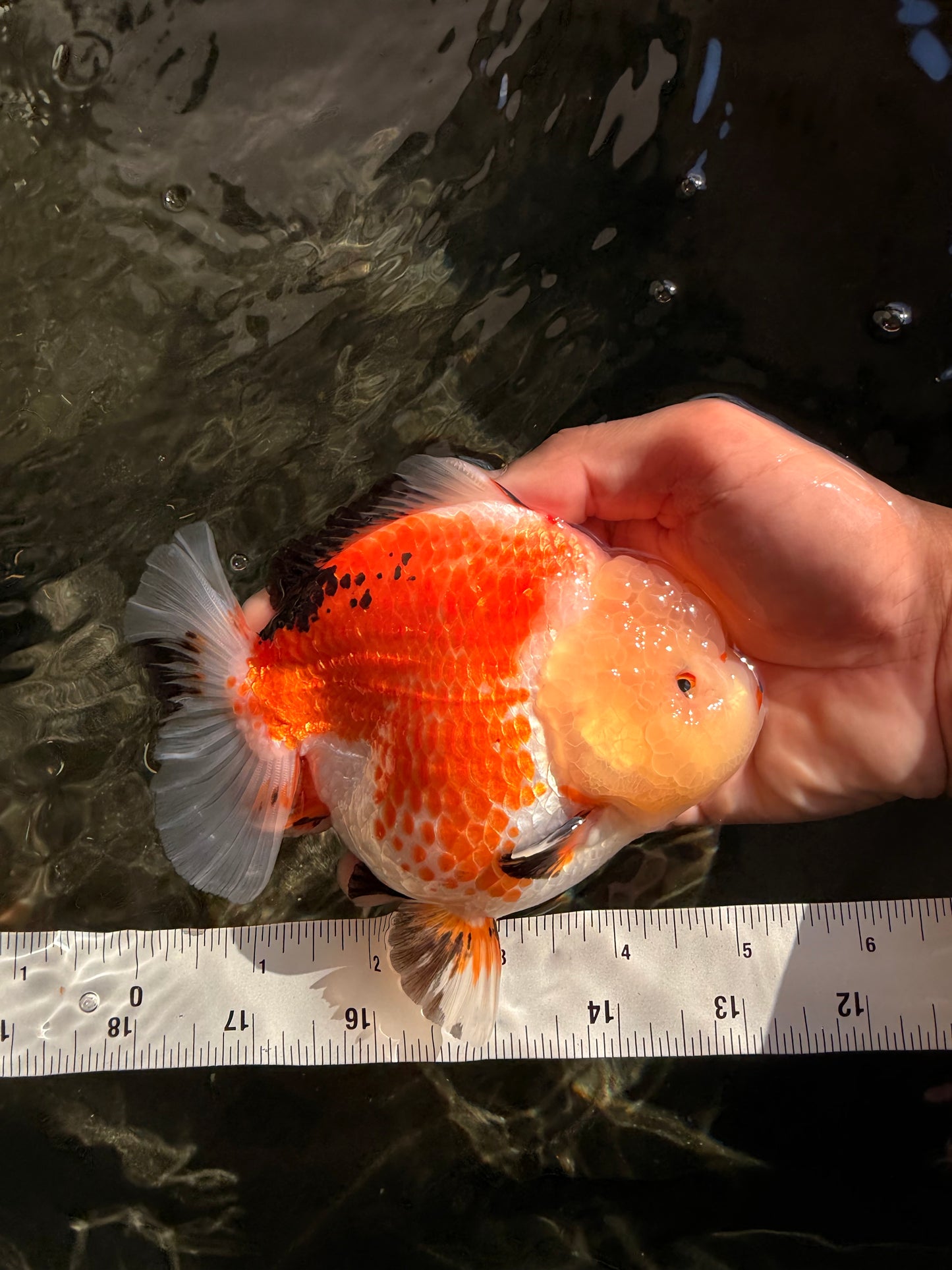 A Grade Tricolor Yuanbao Female 5-5.5 inches #061926YB_31