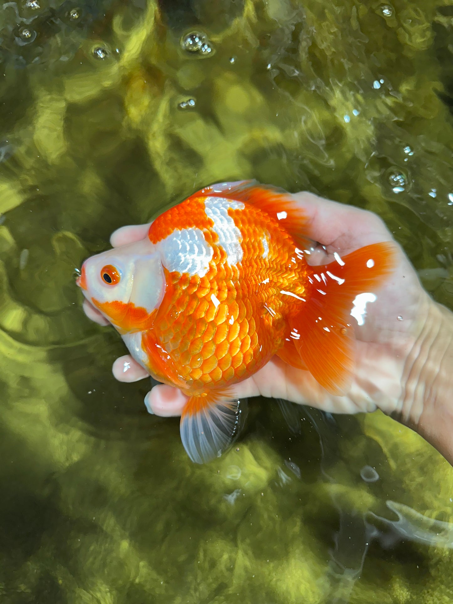 AAA GRADE Red White Ryukin Female 5.5 inches #050925RK_18