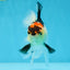 A Grade Angry Bird Tricolor Oranda Male 4.5-5 inches #053025OR_14