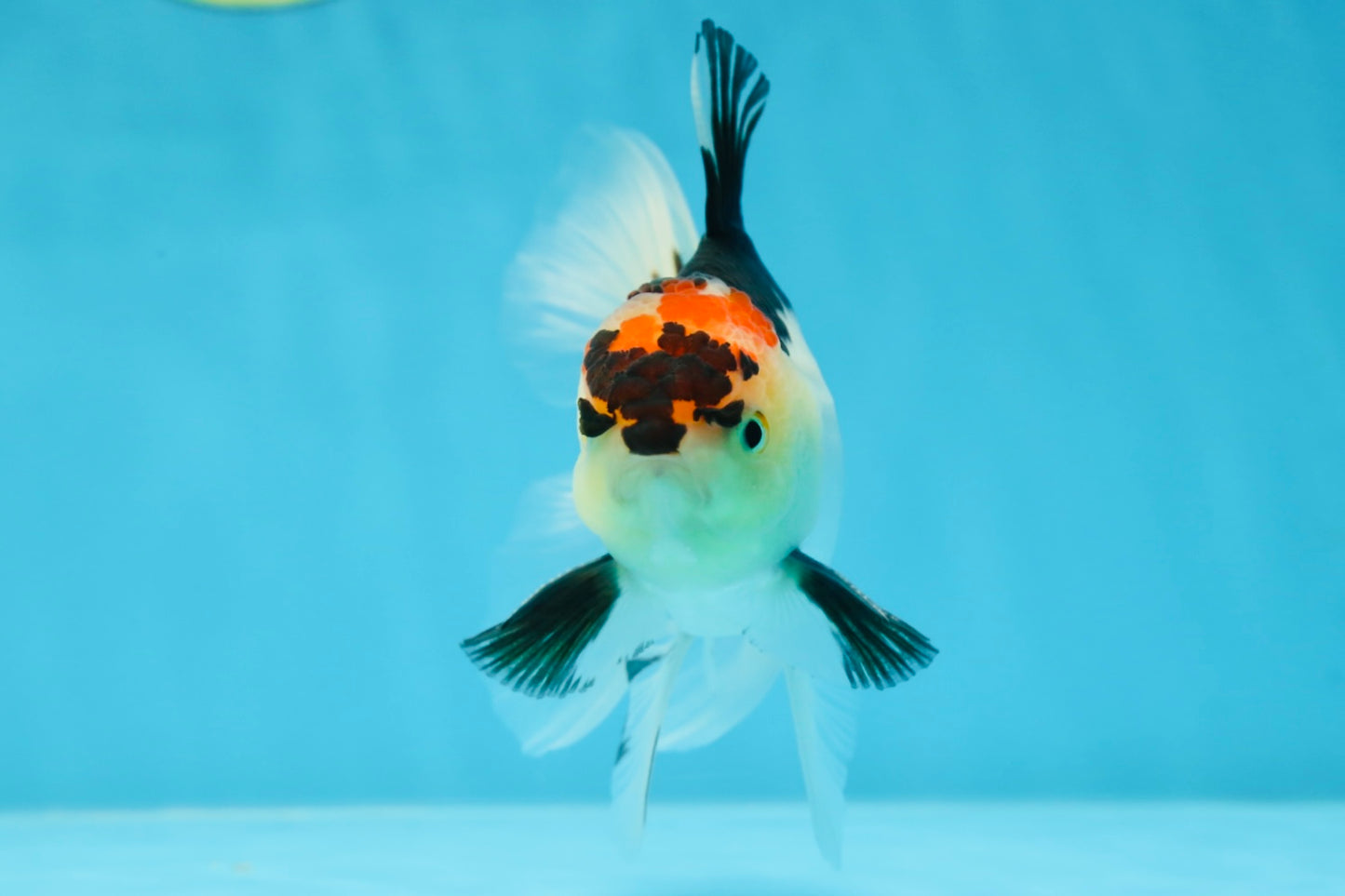 A Grade Angry Bird Tricolor Oranda Male 4.5-5 inches #053025OR_14