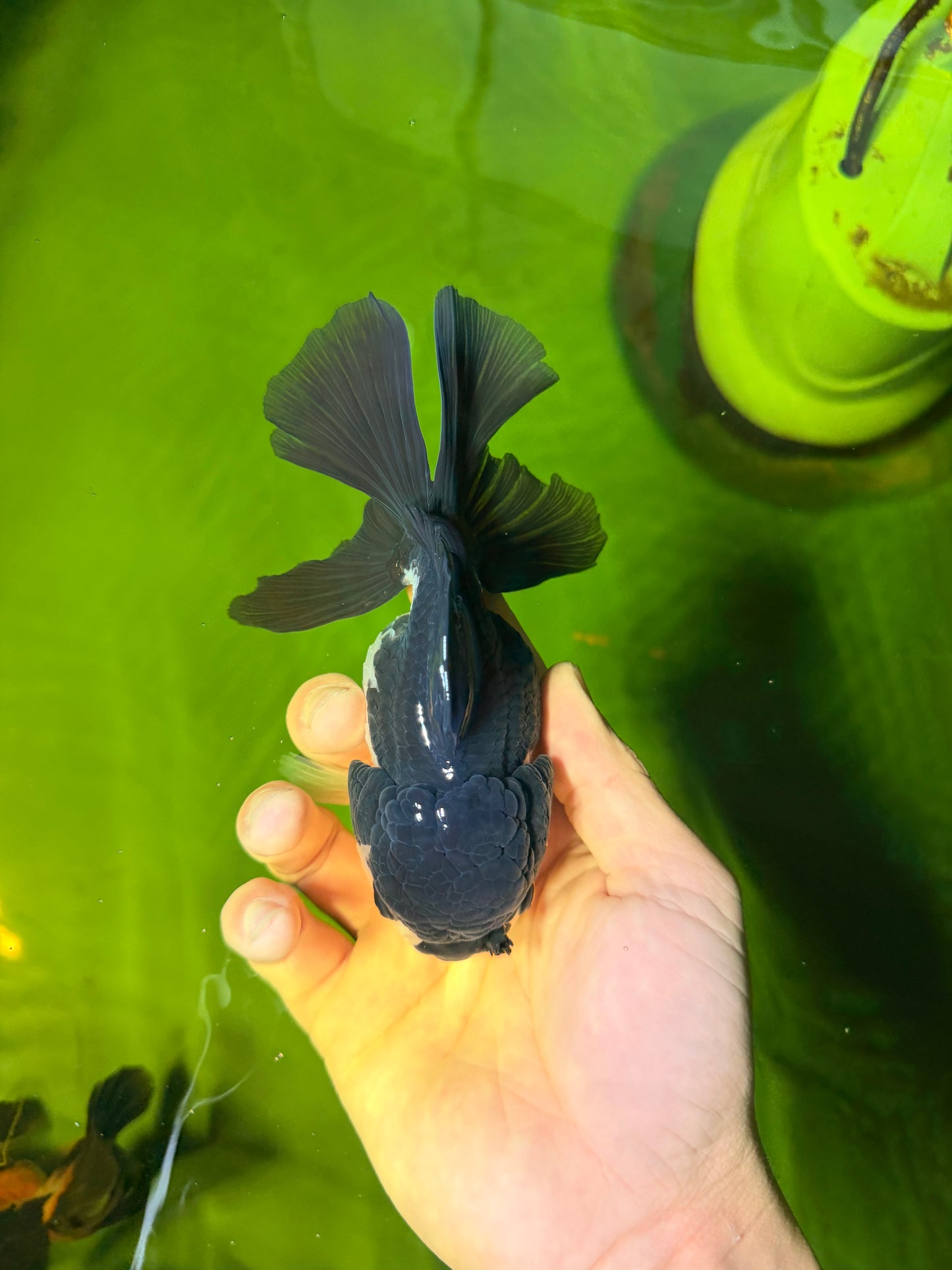 ELVIS Panda Oranda Female 5-5.5 inches #041026OR_07