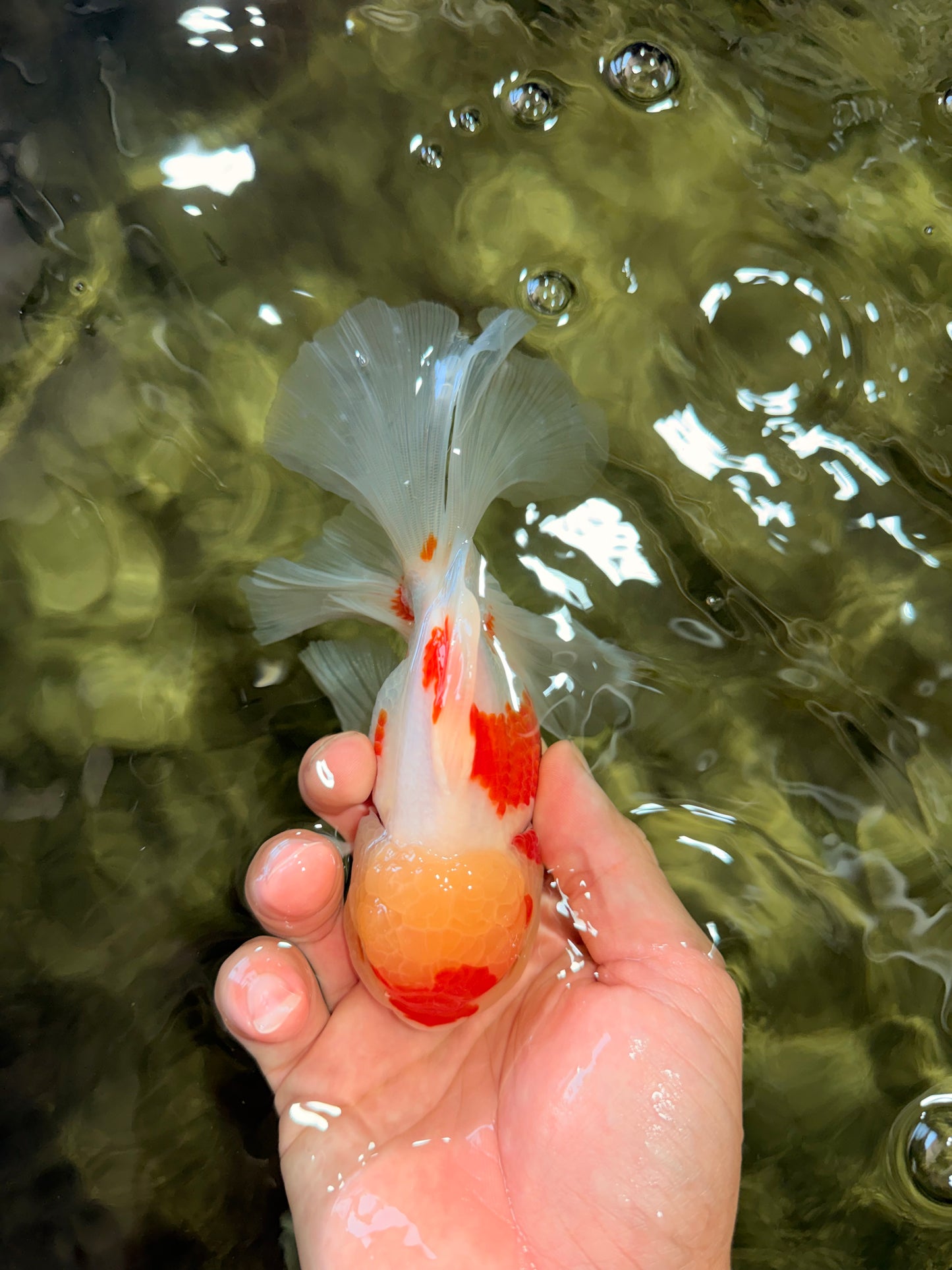 SUPER CUTE Kohaku Oranda Female 5.5 inches #090426OR_16