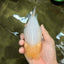 SPECIAL White Buffalo Ranchu Female 5.5 inch #092526RC_21