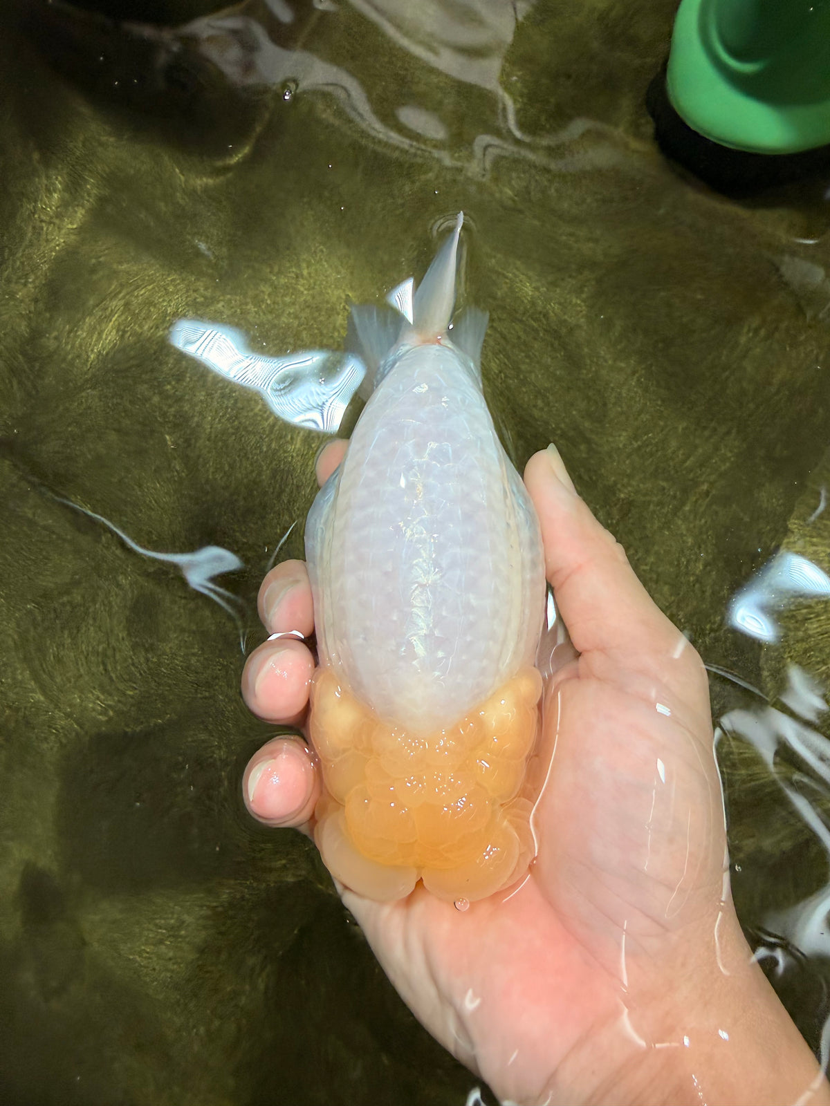 SPECIAL White Buffalo Ranchu Female 5.5 inch #092526RC_21