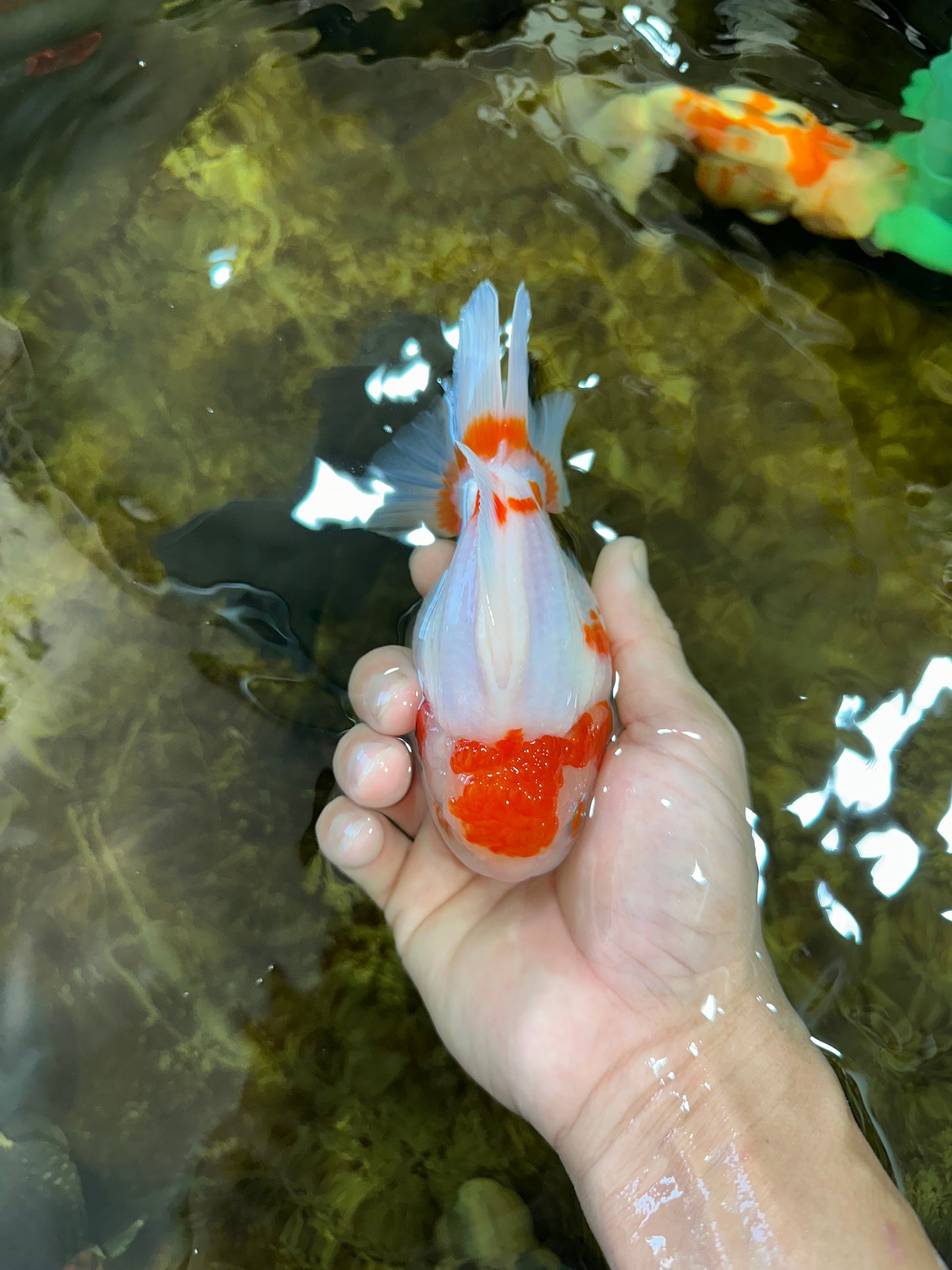 AAA Grade Red White Yuanbao Male 5 inches #100325YB_02