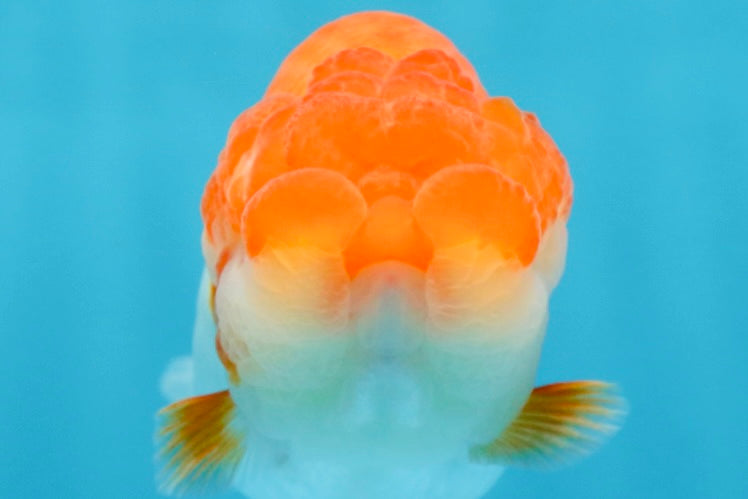 AAA Grade Red White LionQueen 4 inches #101725LC_10