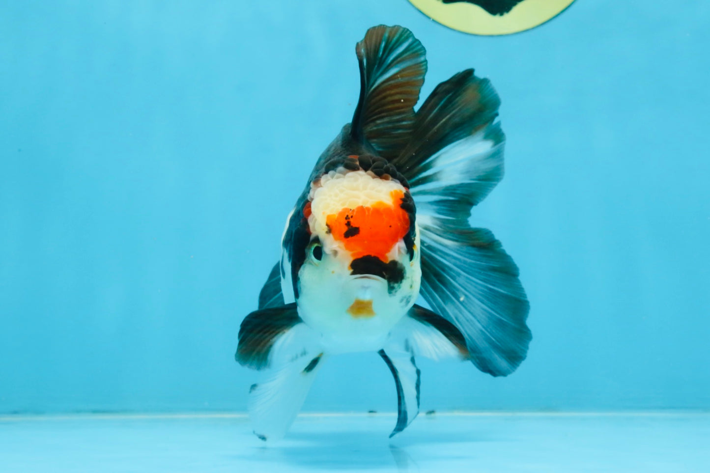 Tricolor Oranda Female 5-5.5 inches #111425OR_17