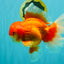 JUMBO AAA Grade Red White Oranda Male 8.5 inches #071726OR_01