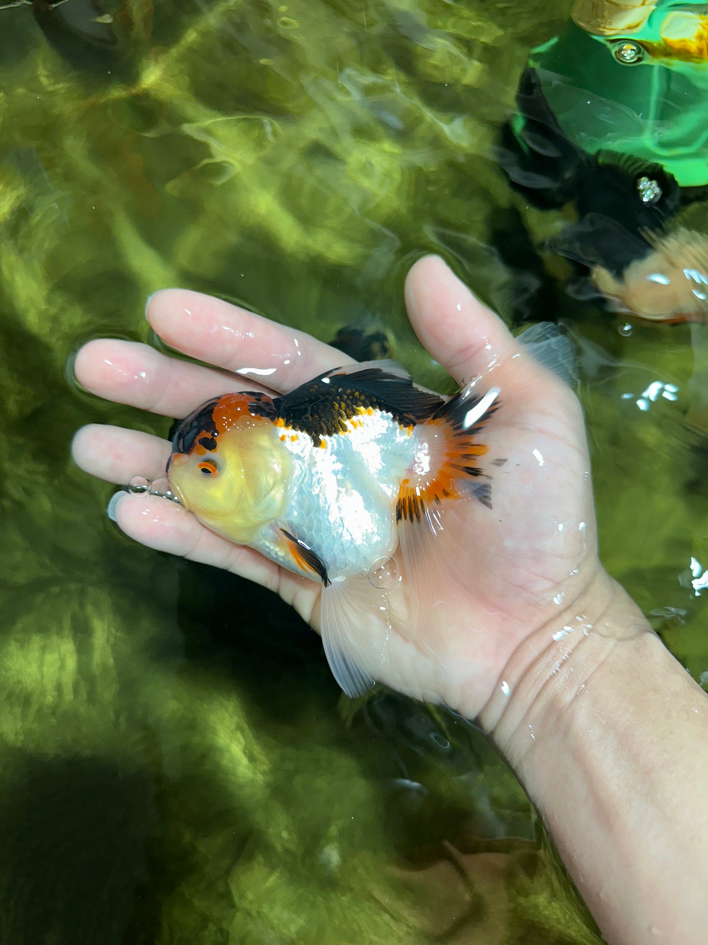 🌋 A Grade Tricolor Oranda Female 4.5 inches #041825OR_15
