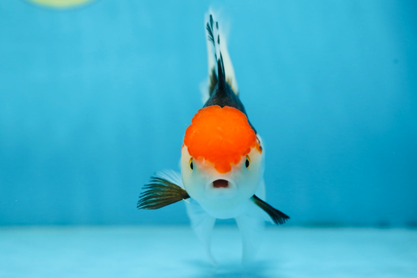 Tricolor Oranda Female 5.5 inches #091225OR_19