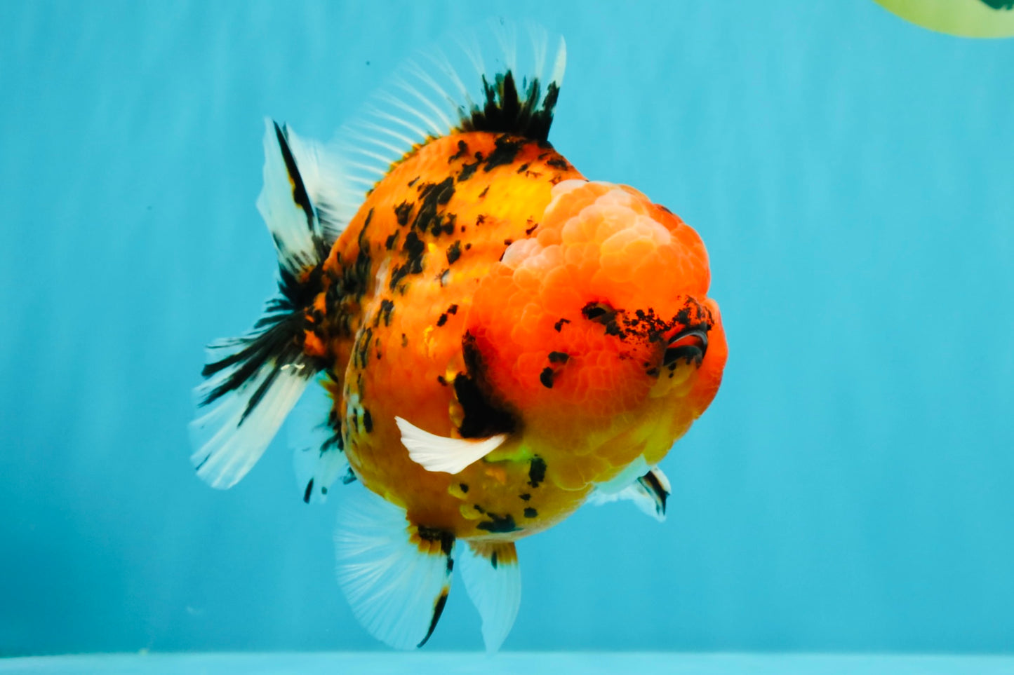 AAA Grade Godzilla Tiger Yuanbao Male 5-5.5  inches #031326YB_21