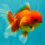 A Grade Red White Oranda Male 5-5.5 inches #082826OR_14