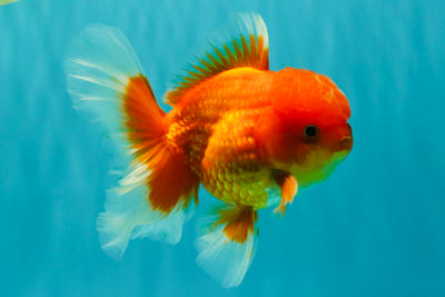 A Grade Red White Oranda Male 5-5.5 inches #082826OR_14