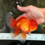 A Grade Red White Oranda Male 6 inches #082826OR_12