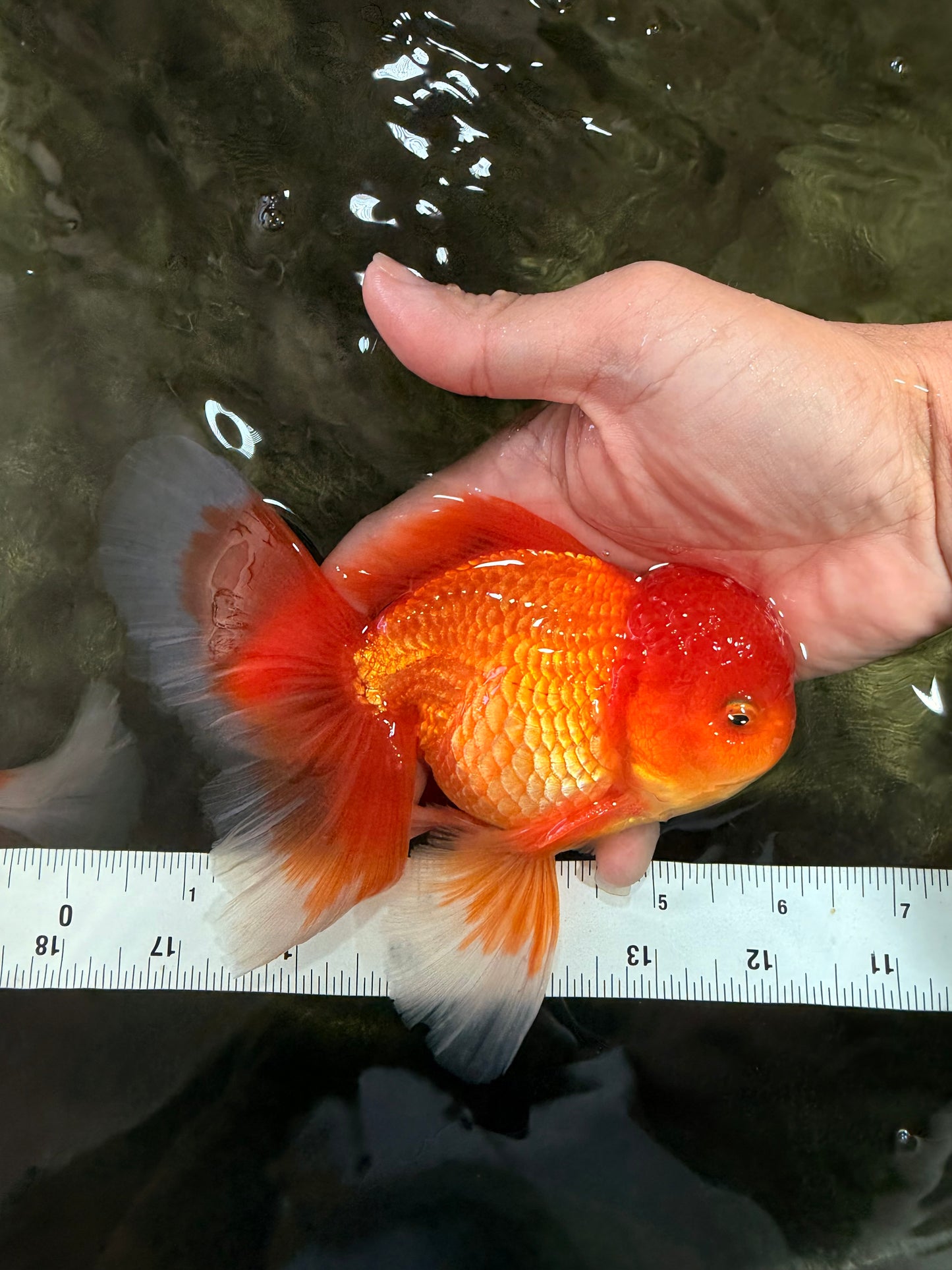 A Grade Red White Oranda Male 6 inches #082826OR_12