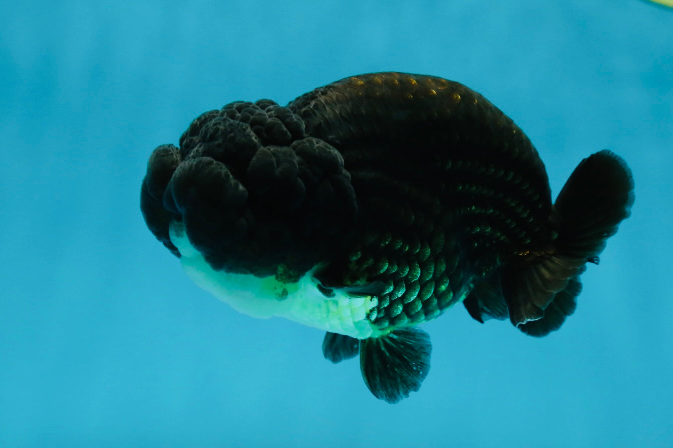 A Grade Black LionKing 4.5 inches #052325LC_19