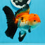 AAA Grade Tricolor Oranda Male 4.5-5 inches #0920OR_19