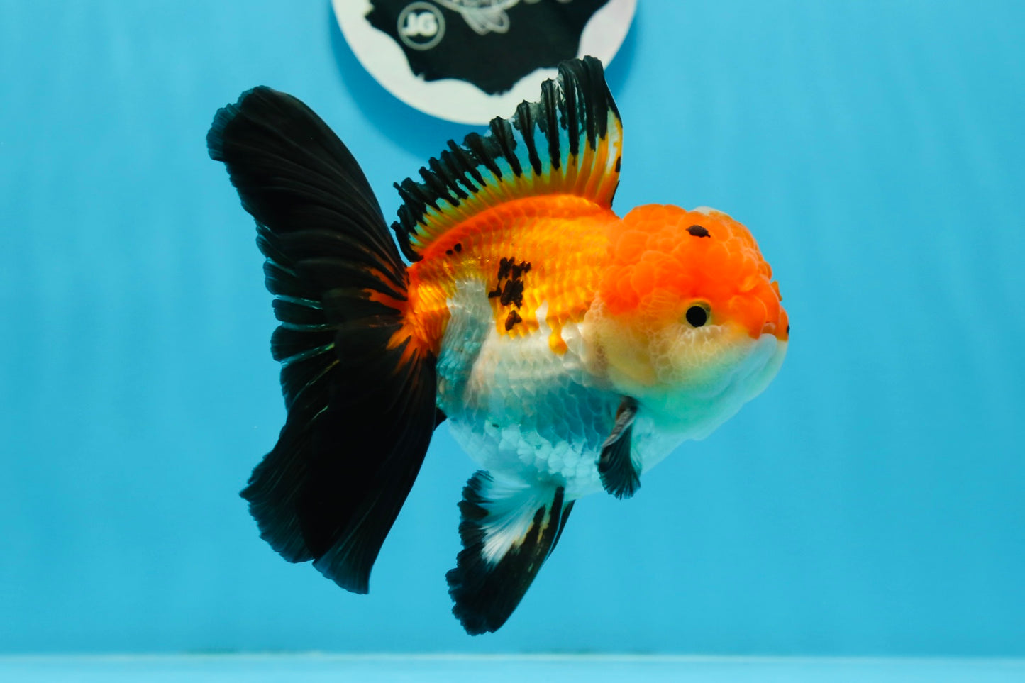 Oranda mâle tricolore de catégorie AAA de 4,5 à 5 pouces #0920OR_19