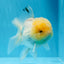 AAA Grade Lemonhead Oranda Male 4.5-5 inches #0830OR_12