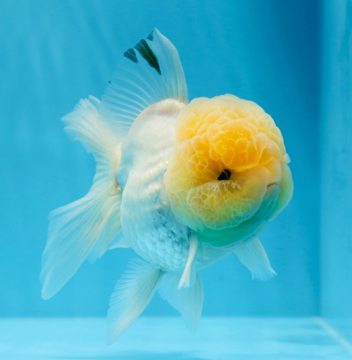 Oranda mâle à tête de citron de qualité AAA 4,5 à 5 pouces #0830OR_12