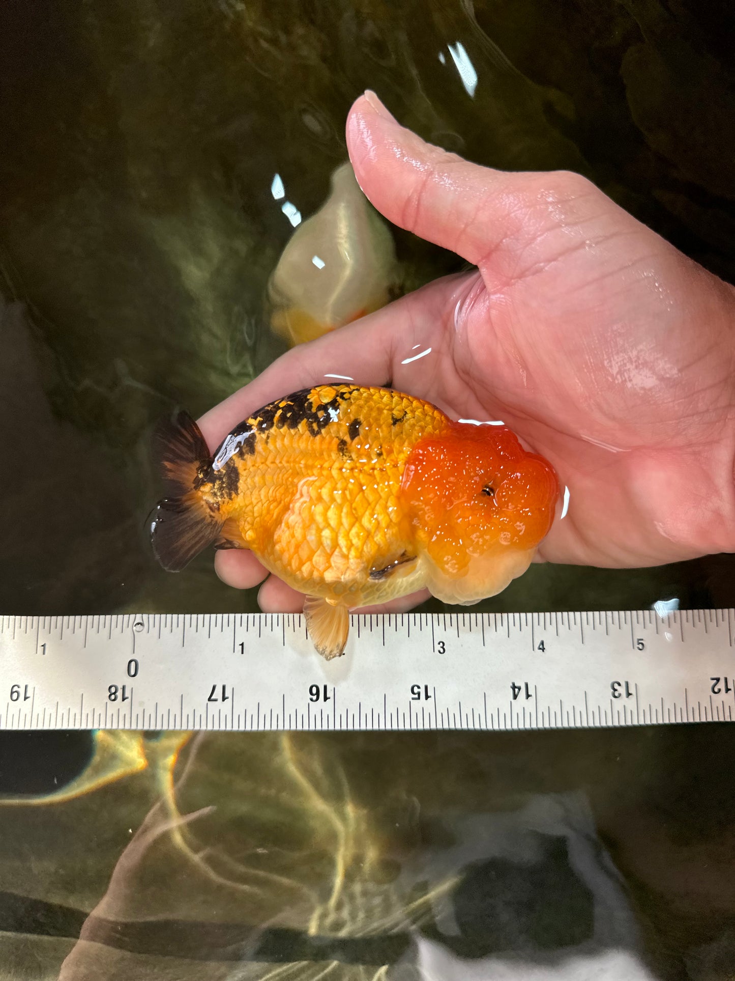 Adorable A Grade Super Cute Apache LionQueen 4 inches #050225LC_14