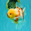 CHUNKY AAA Grade Sakaru Oranda Male 6 inches #092526OR_03