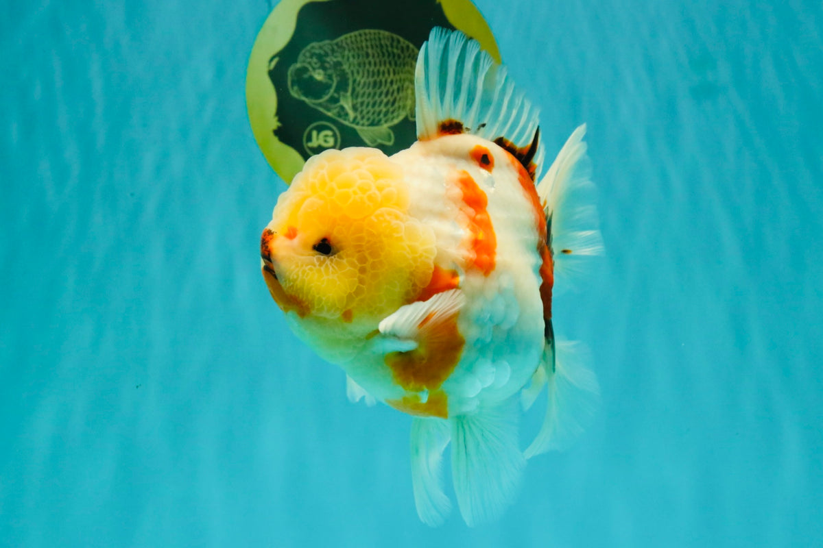 CHUNKY AAA Grade Sakaru Oranda Male 6 inches #092526OR_03