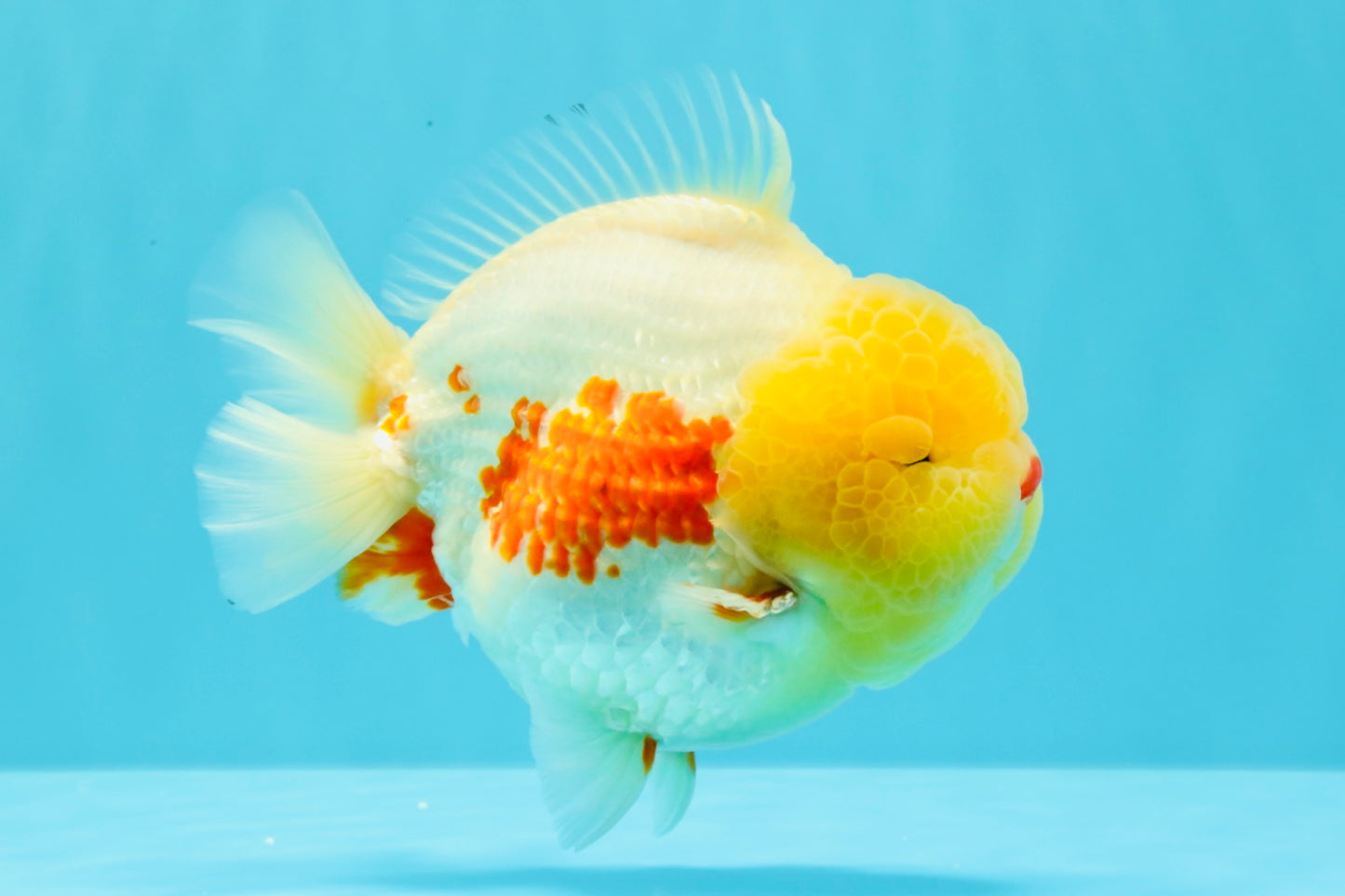 BIG WEN AAA Grade Godzilla Red White Lipstick Yuanbao Male 5.5 inches #030626YB_11