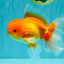 A Grade Red White Oranda Male 6 inches #081426OR_13