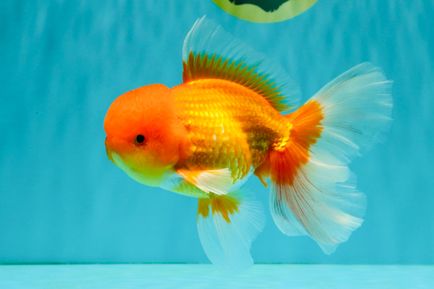 A Grade Red White Oranda Male 6 inches #081426OR_13