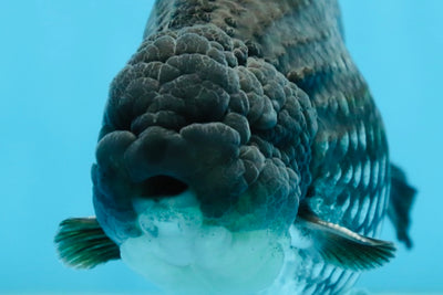 AAA Grade Black Blue LionKing 5.5 inches #082225LC_03