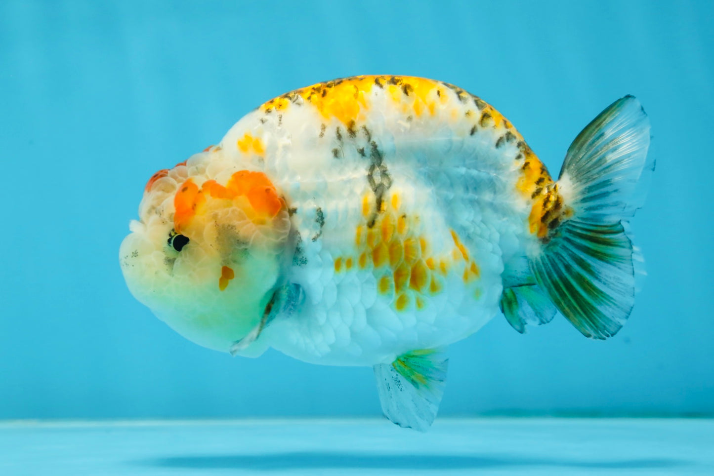 AAA Grade Tricolor LionQueen 4.5 inches #062025LC_10