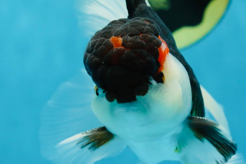 AAA Grade Tricolor  Button Eyes Oranda Male 4.5-5 inches #053025OR_21