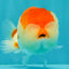 FLUFFY WEN A Grade Red White LionQueen Female 5 inches #051526LC_14
