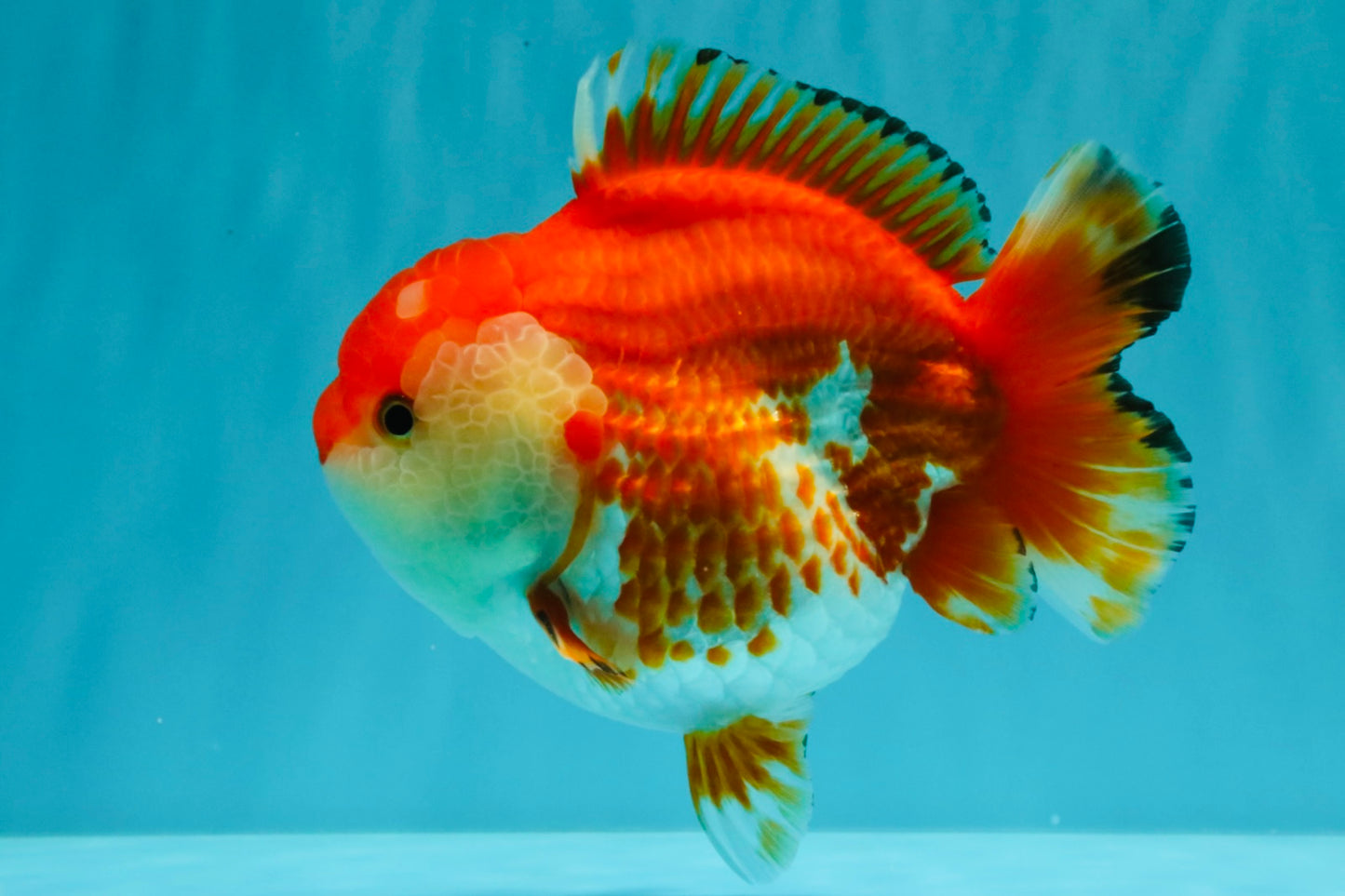 A Grade Red White Yuanbao Female 5.5 inches #031326YB_15