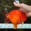 PUMPKIN AAA Grade Red Yuanbao Male 6 inches #101626YB_29