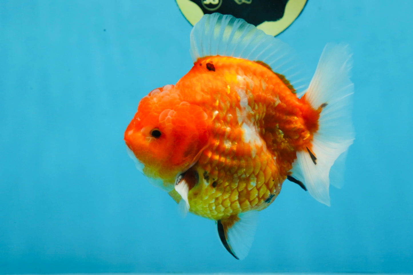 PUMPKIN A Grade  Sakura Yuanbao Male 4.5 inches #101725YB_29