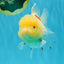 BEAUTY A Grade Red White Oranda Female 5.5 inches #040326OR_06