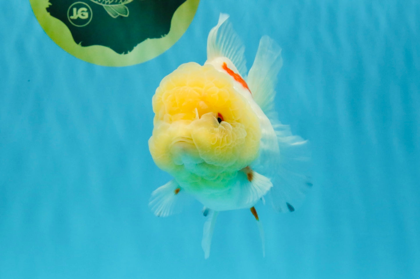 BEAUTY A Grade Red White Oranda Female 5.5 inches #040326OR_06
