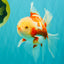 CHICKIE A Grade Red White Oranda Male 5.5 inches #101626OR_08
