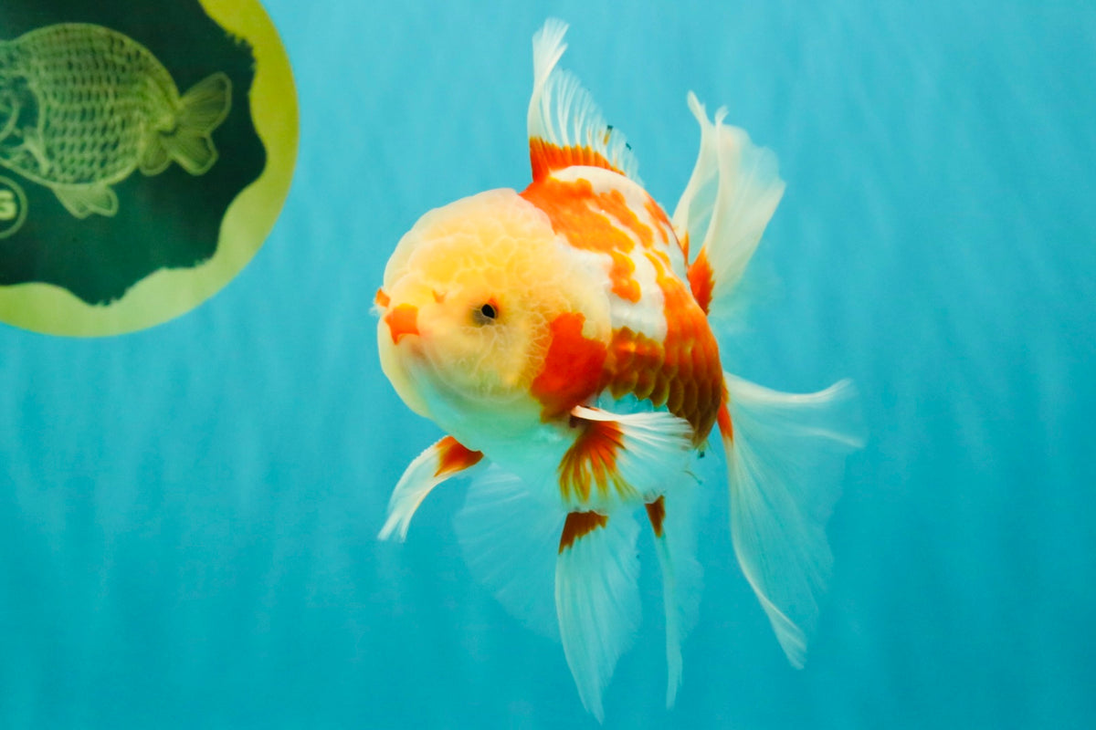 CHICKIE A Grade Red White Oranda Male 5.5 inches #101626OR_08