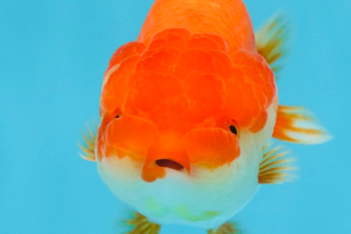 CHUBBY AAA Grade Red White LionQueen 4-4.5 inches #102425LC_13