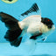 Panda Button Eyes Oranda Male 5-5.5 inches #112125OR_20