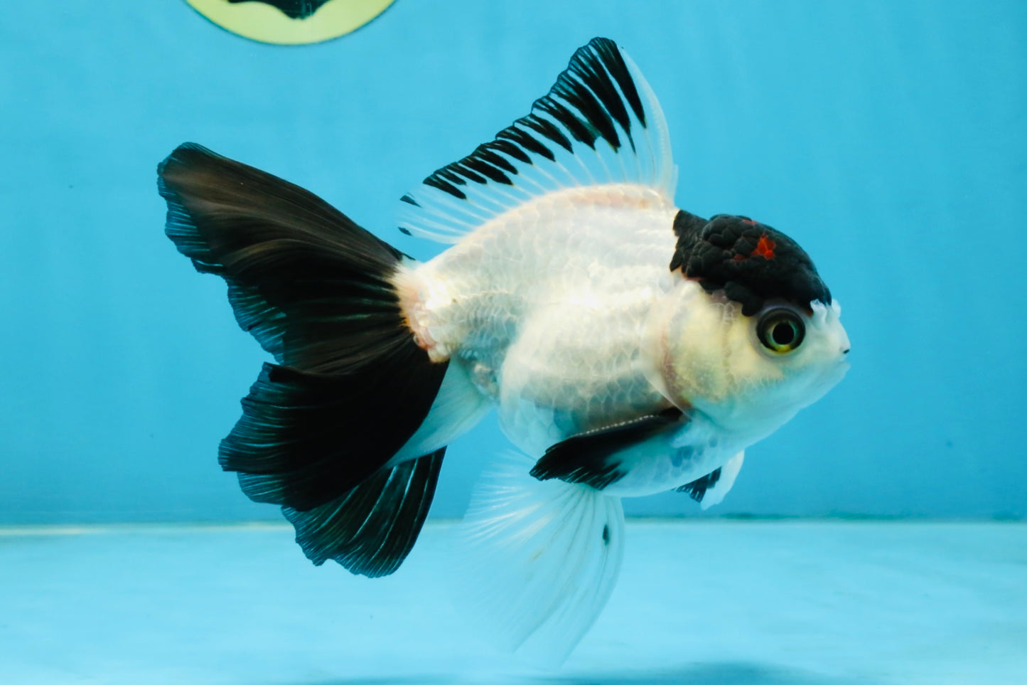 Panda Button Eyes Oranda Male 5-5.5 inches #112125OR_20