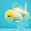 BEAUTY A Grade White Sakura Oranda Male 5.5 inches #050126OR_09