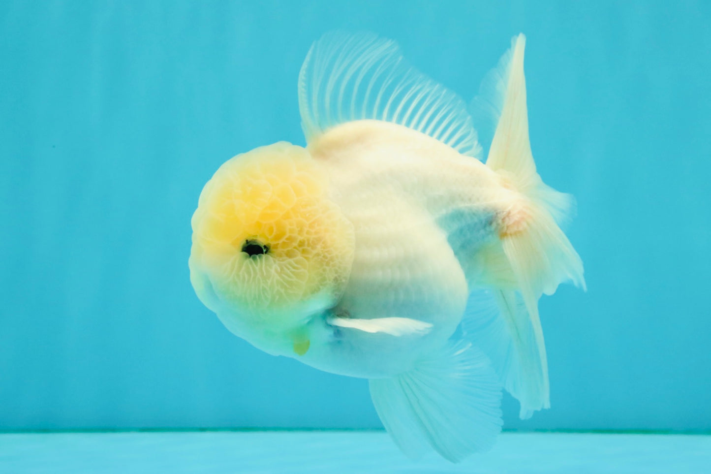 BEAUTY A Grade White Sakura Oranda Male 5.5 inches #050126OR_09
