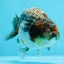 Femelle Ranchu Kirin Blue Base de qualité AAA 5,5 pouces #0503RC_31